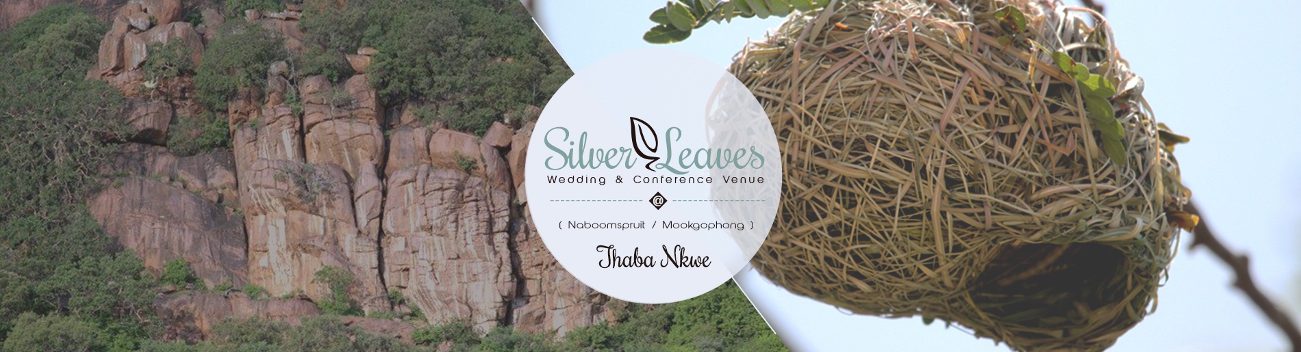 Silver Leaves Banner Blog 3